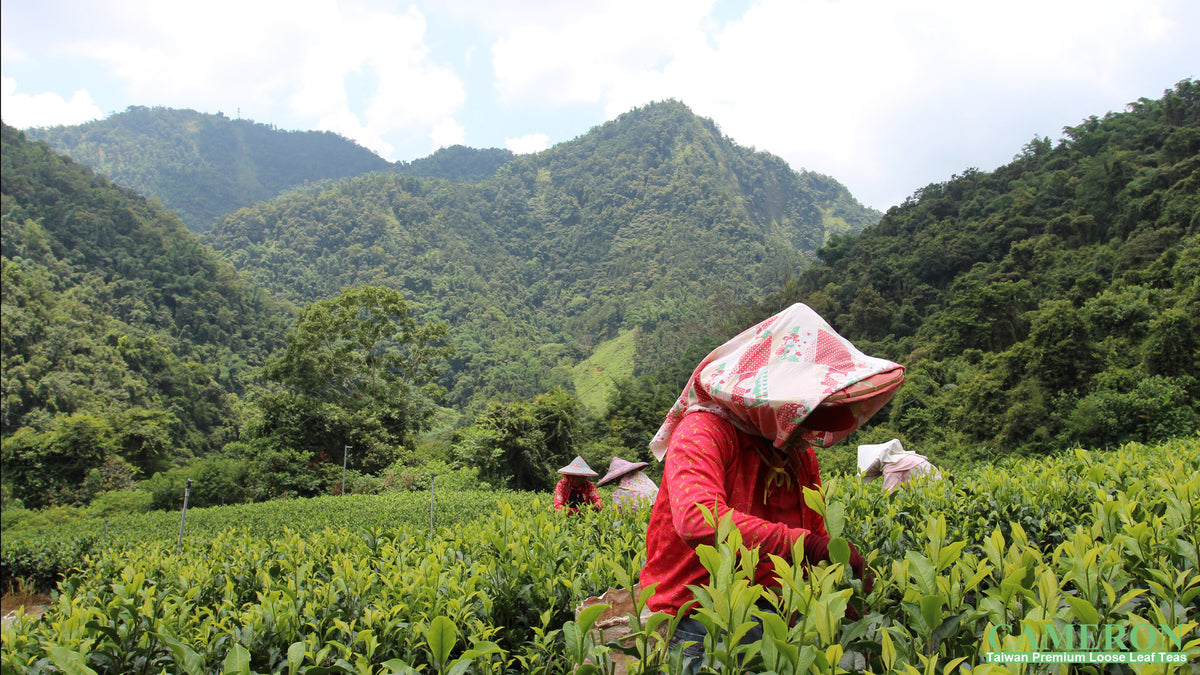 Taiwan Sun Moon Lake Black Tea - Ruby – Cameron Tea Taiwan