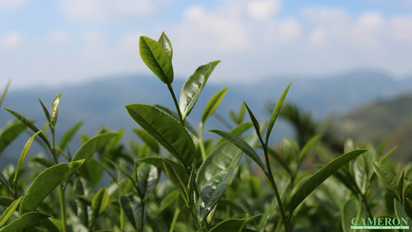 Taiwan AliShan Oolong Tea - Roasted High Mountain Oolong | 台灣阿里山烏龍茶 - 熟香高山烏龍 (75g/150g)