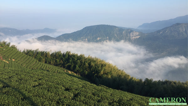 Taiwan AliShan Oolong Tea - High Mountain Oolong