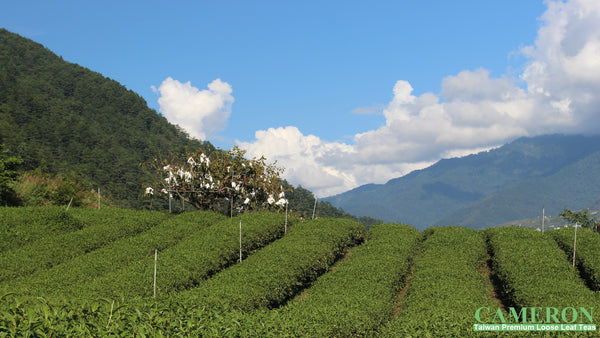 Taiwan LiShan Oolong Tea - LiShan Oolong | 台灣梨山烏龍茶 - 梨山烏龍 (75g/150g)