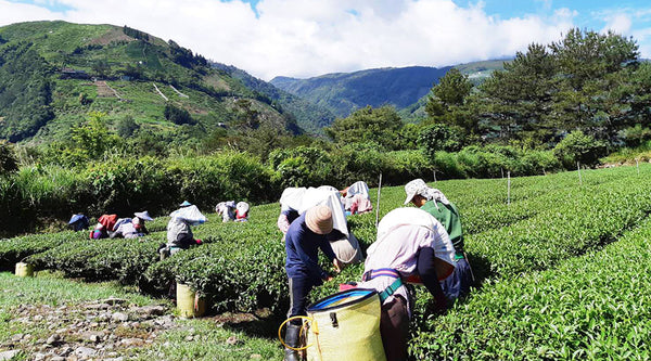 Taiwan LiShan Oolong Tea - LiShan Oolong | 台灣梨山烏龍茶 - 梨山烏龍 (75g/150g)