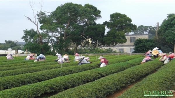 Taiwan MiaoLi Oolong Tea - Oriental Beauty Oolong | 台灣苗栗烏龍茶 - 東方美人烏龍 (50g/150g)