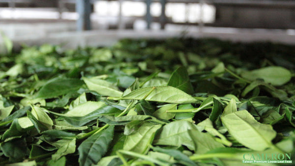 Taiwan AliShan Oolong Tea - High Mountain Oolong