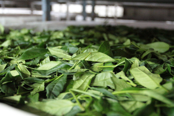 Taiwan AliShan Oolong Tea - Jin Xuan Oolong | 台灣阿里山烏龍茶 - 金萱烏龍 (75g/150g)