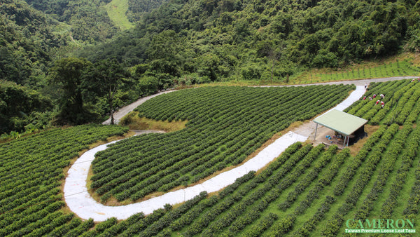 Taiwan Sun Moon Lake Black Tea - Ruby
