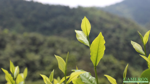 Taiwan Sun Moon Lake Black Tea - Ruby