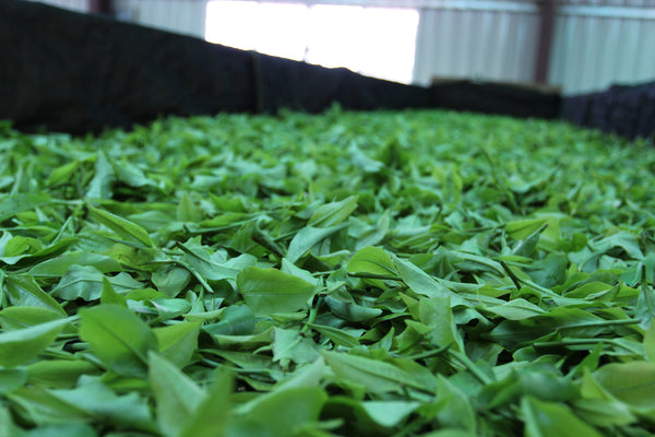 Taiwan Sun Moon Lake Black Tea - Ruby TTES#18 | 台灣日月潭紅茶 - 台茶18號紅玉 (50g)