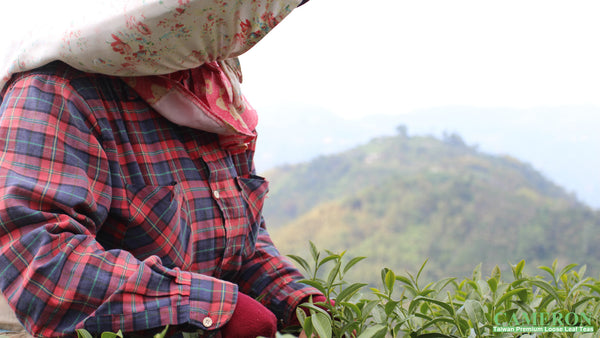 Taiwan AliShan Oolong Tea - High Mountain Oolong