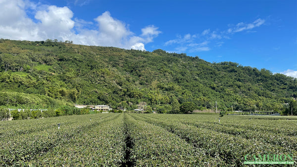 Taiwan TaiTung Oolong Tea - Red Oolong | 台灣台東烏龍茶 - 紅烏龍 (75g/150g)