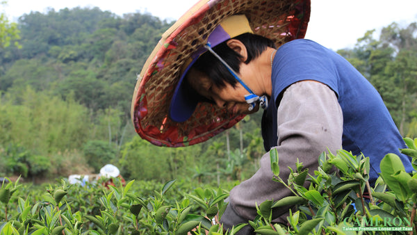 Taiwan SanXia Green Tea - Biluochun