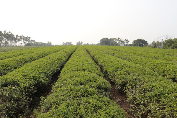 Taiwan Ming Jian Black Tea - Roasted Black Tea