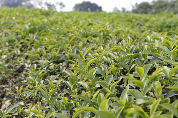 Taiwan Ming Jian Black Tea - Honey Black Tea